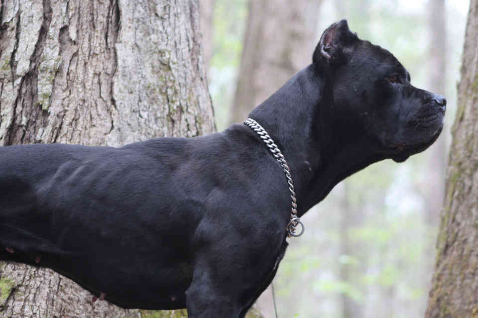 Skys 13, at 1.5 years old - a solid black female cane corso, right side body profile of her looking intently forward through the forest, a large white oak trunk in the background.
