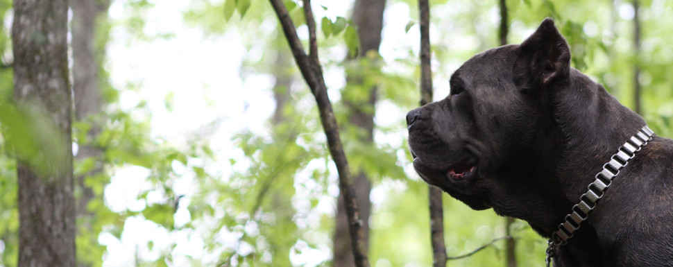 Left side profile of Skys Fade (female blue brindle cane corso) and the forest background.