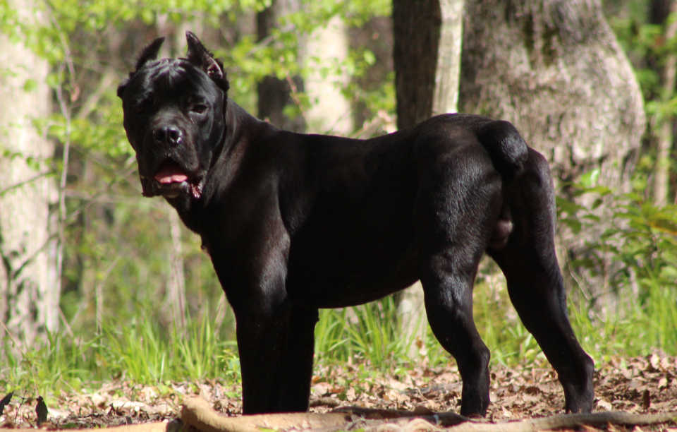 Skys Ghost, at 8 month old - a solid black male cane corso, side view of him looking back.