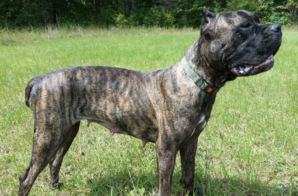 Skys Nova - profile body view of a brindle (tiger stripe) female cane corso, standing in a meadow cove by the forest edge, looking forward.