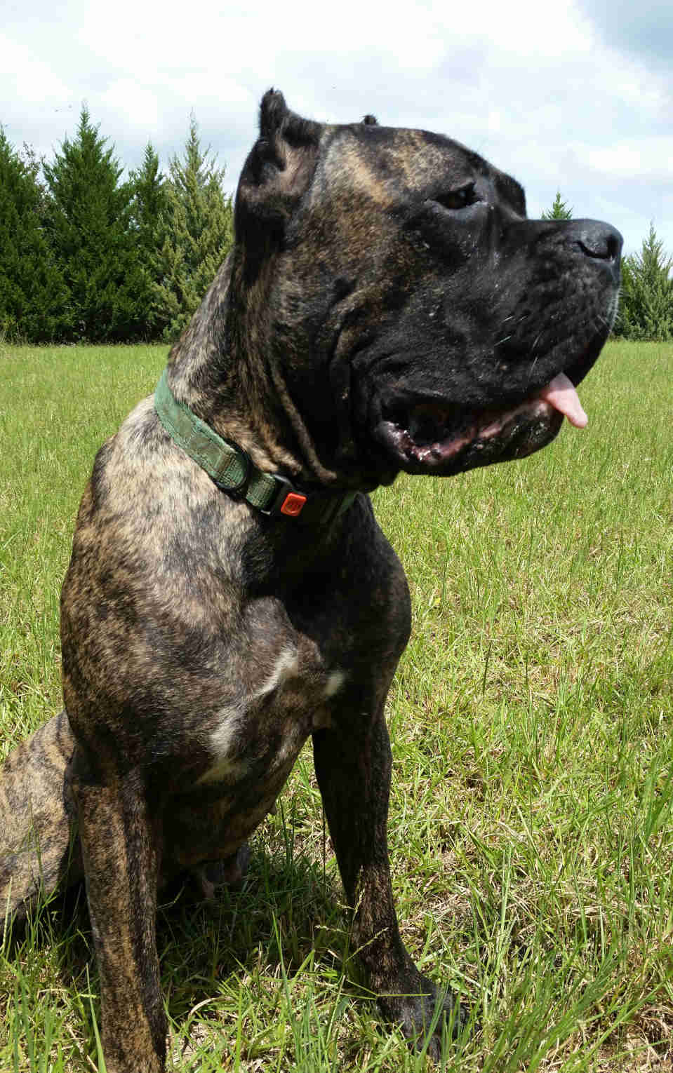 Skys Nova - close-up frontal view of a brindle (tiger stripe) female cane corso, sitting in a meadow with cypress tree hedge line in background, looking forward.