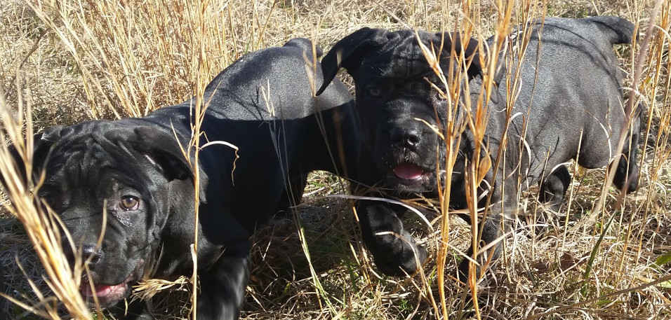 Close- up of two Sky cane corso puppies (2 month old solid black) trotting side by side through the tall dry grass.