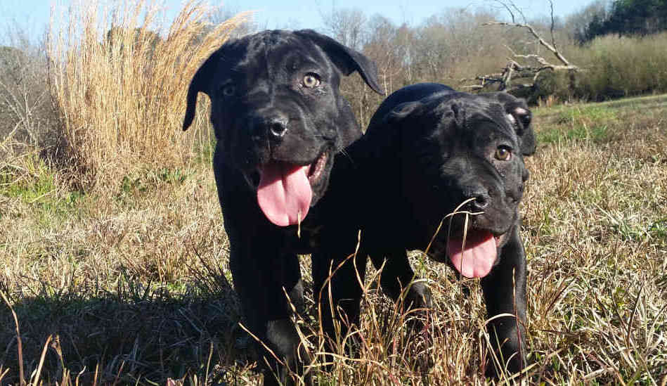 Close- up front view of two Sky cane corso puppies (2 month old solid black) playing in the meadow and happily running shoulder to shoulder towards the camera.