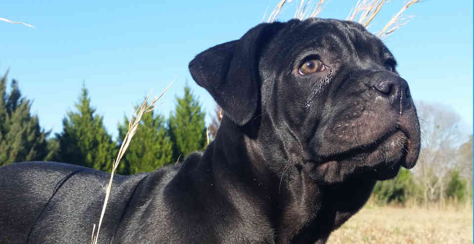 Sky cane corso puppy (2 month old solid black) front corner ground view close-up of puppy looking up, with green treeline and blue sky in background.