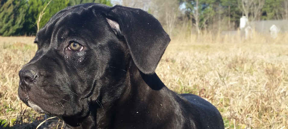 Close- up front-profile of a Sky cane corso puppy (2 month old solid black) laying down in the meadow, looking towards the horizon.