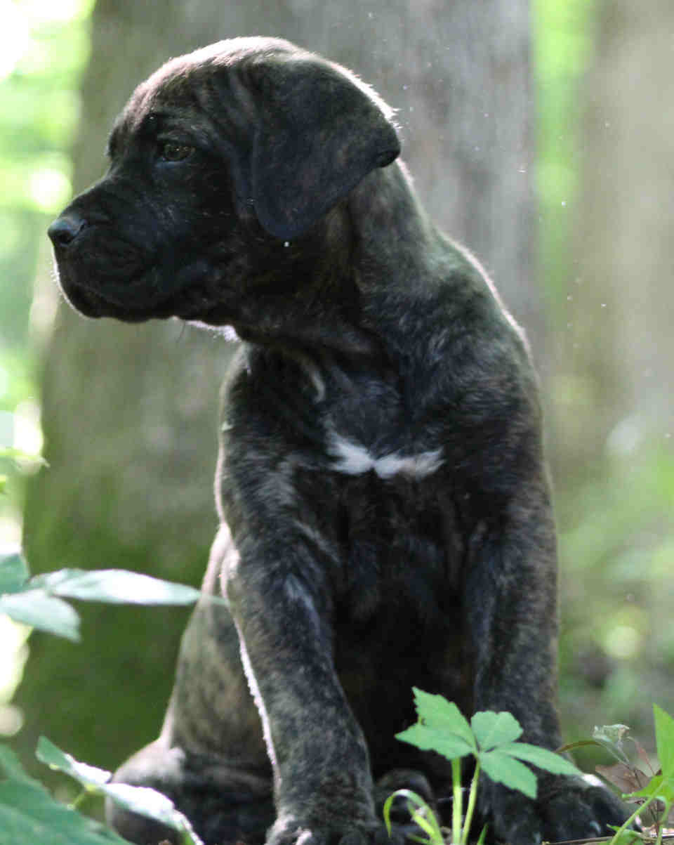 Close- up front view of a Sky cane corso puppy (6 week old brindle with white stripe on chest) sitting in front of a large white oak, looking to the right.