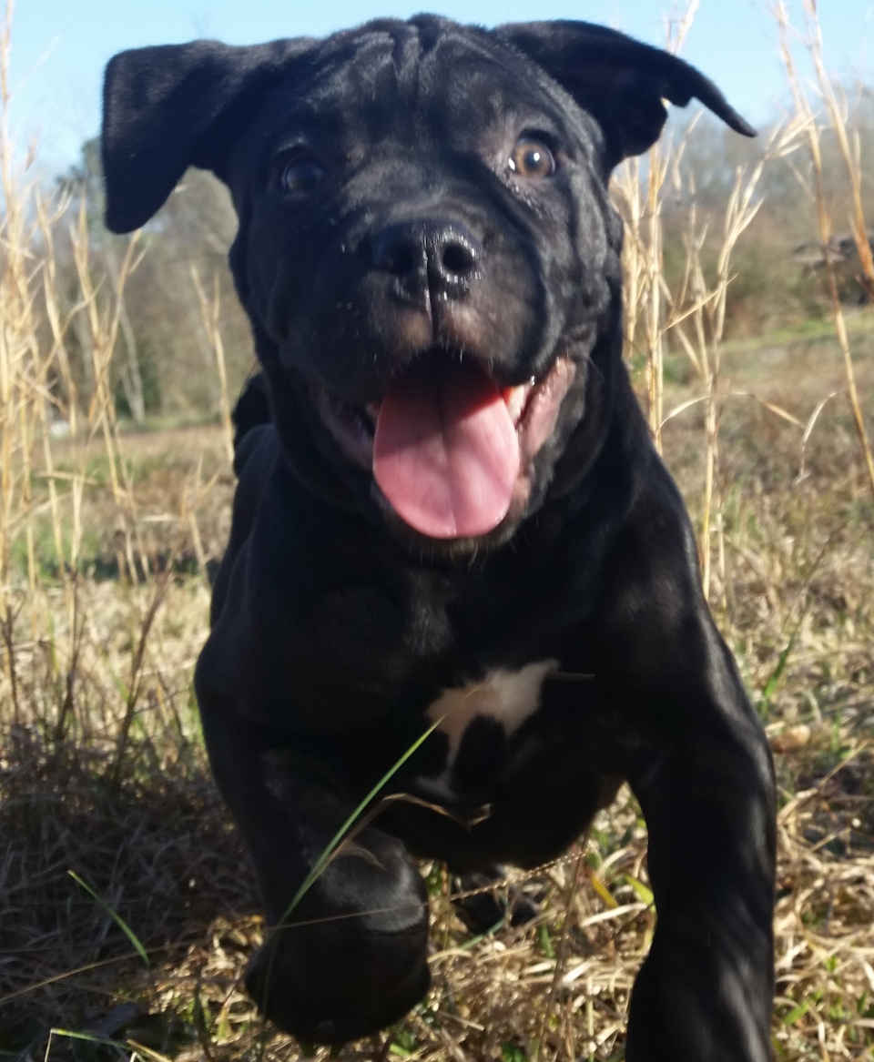 Close- up front view of a Sky cane corso puppy (2 month old solid black) running up and exuberantly pouncing towards the camera.