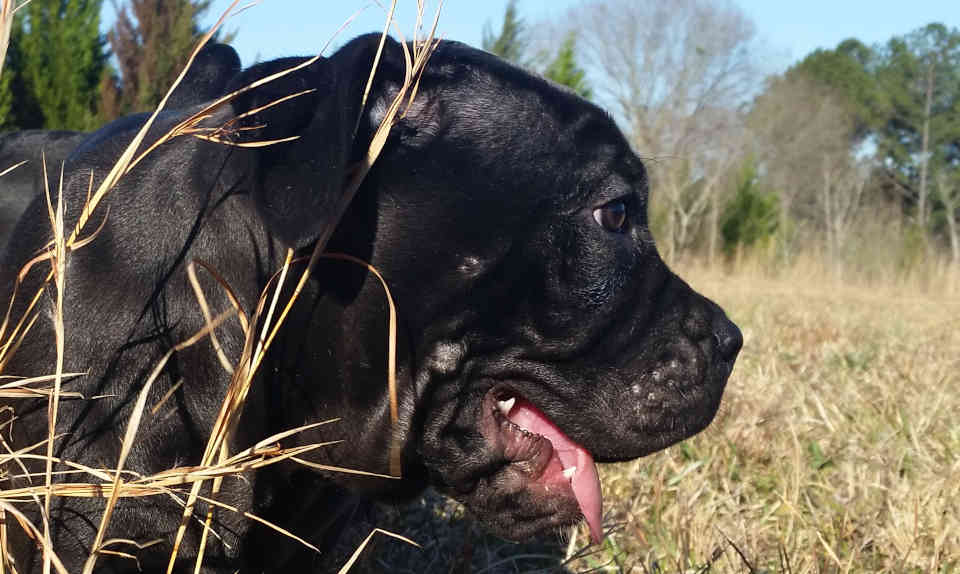 Close- up profile head view of a Sky cane corso puppy (2 month old solid black) viewing the meadow.