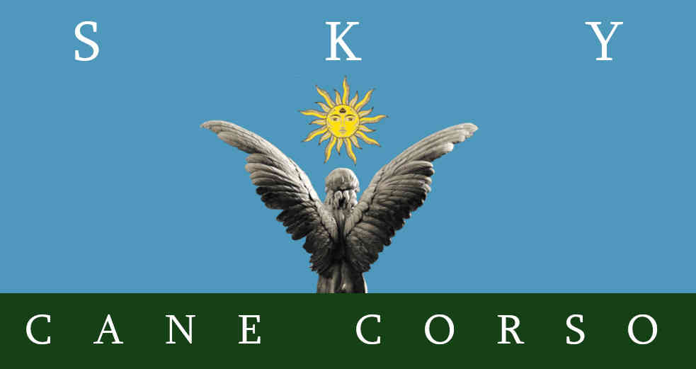 The Sky Cane Corso Logo - the back view of a stone angel with spread wings facing a sun and sky blue background.